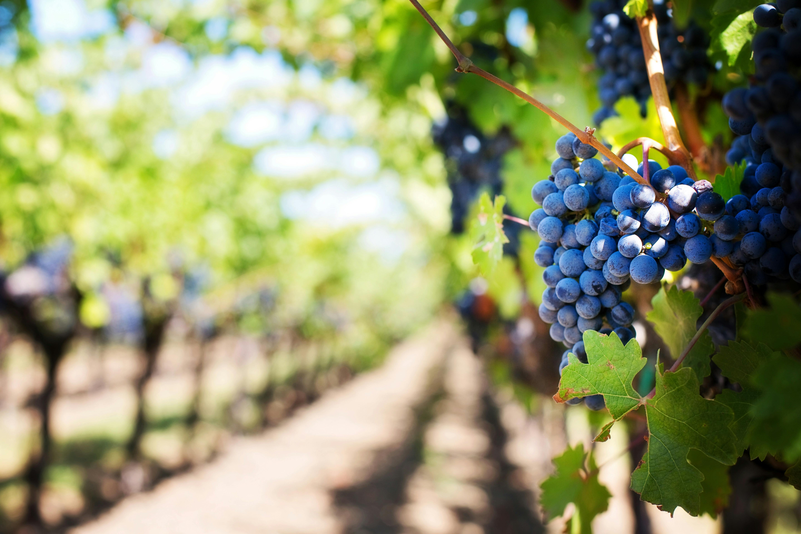 LaNoue DuBois Winery